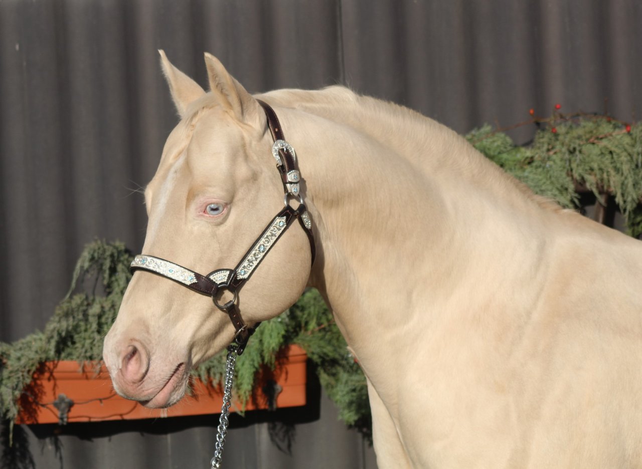 AQHA Cremello Deckhengst - Deckhengst - Pöttsching