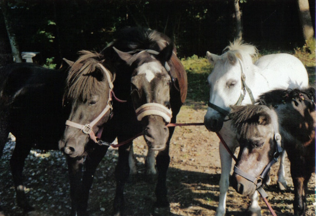 Ponys suchen Reitbeteiligungen!! - Reitbeteiligung - Haag an der Amper