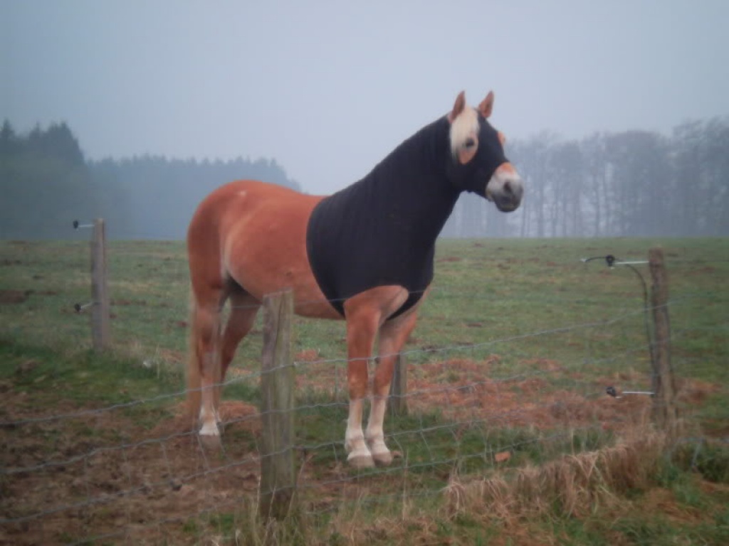 Haflinger M Niveau s. liebevolle Krankenschwester u. zukünftige Reitbeteiligung - Reitbeteiligung - Wipperfürth