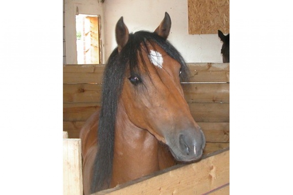 Super liebe und sportliche Welsh B Stute/ 4 J. - Ponys - Porta Westfalica