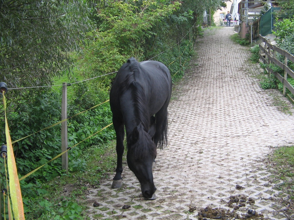 Platz in traumhaften Offenstall frei! - Stallplatz - Beilstein