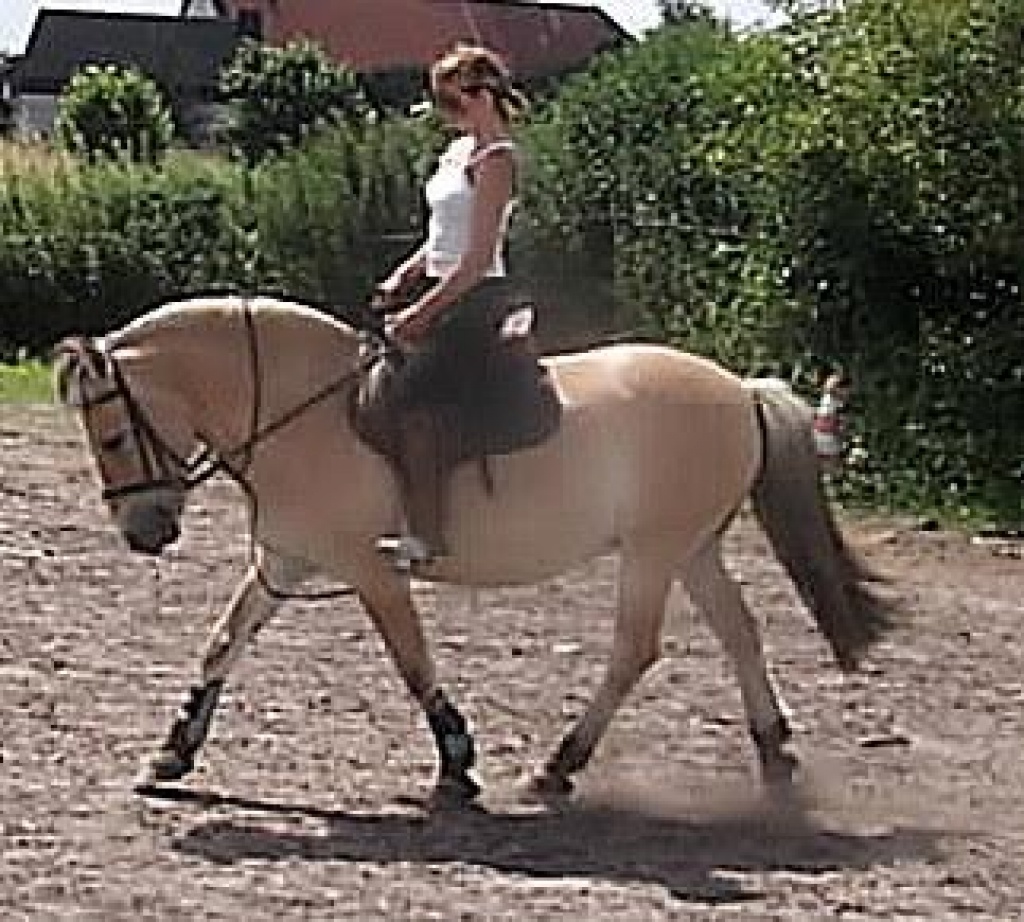 Suche Reitbeteiligung - Reitbeteiligung - Lippstadt
