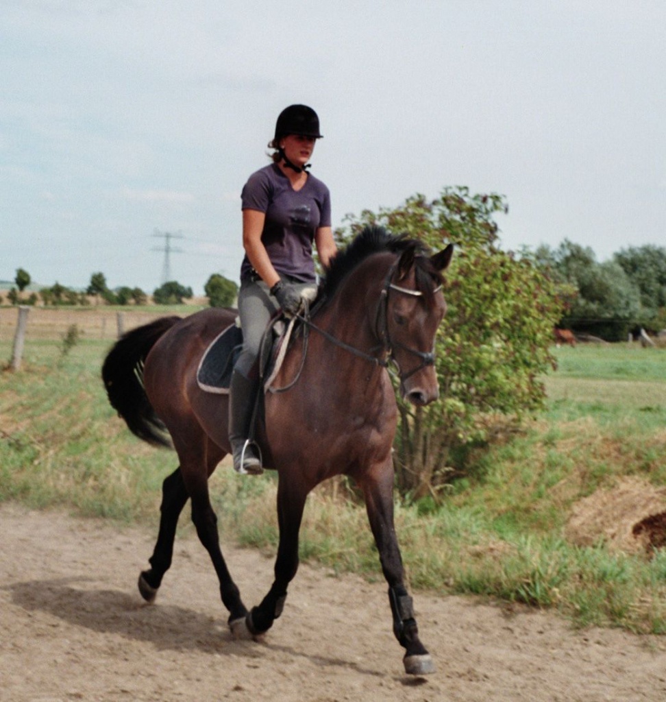 Verkaufe 8J Lewinski- Stute - Reitbeteiligung - Zeithain