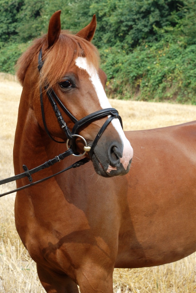 Suche dringend Reitbeteiligung - Reitbeteiligung - Weitersburg