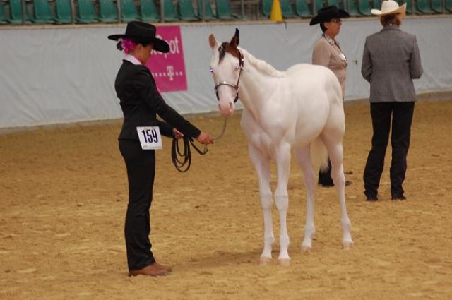 Paint Horse Jährling mit ausergewöhnlicher Zeichnung zu verkaufen - Jaehrlinge - Etgersleben