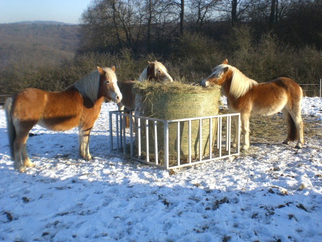 Sommerweide , Ganzjahresweide , Offenstall - Stallplatz - Asslar