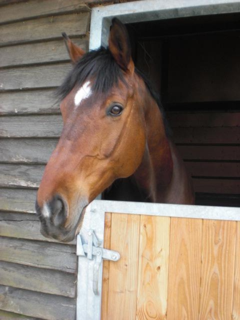 Biete Reitbeteildigung auf Trakener - Reitbeteiligung - Neufahrn