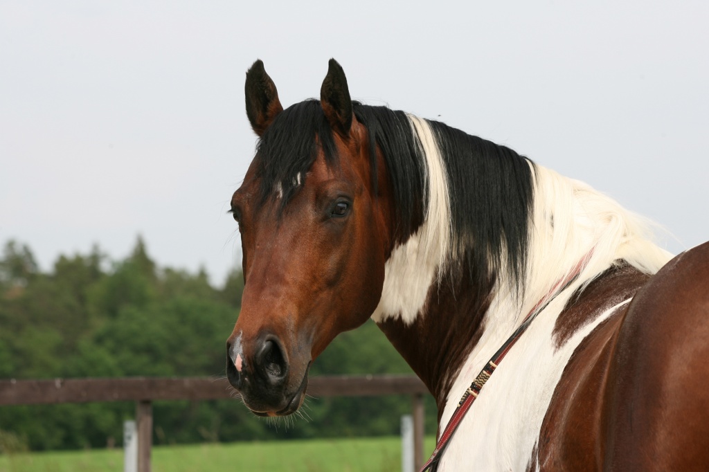 Pintohengst - Deckhengst - höflas 2