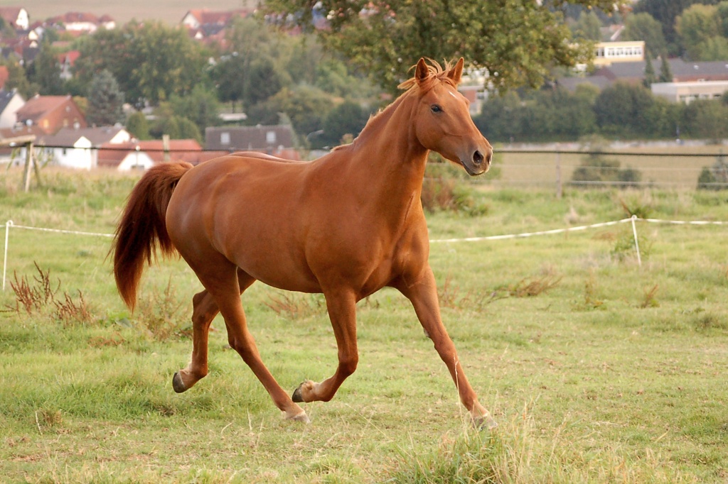 Reitbeteiligung gesucht - Reitbeteiligung - Nidderau