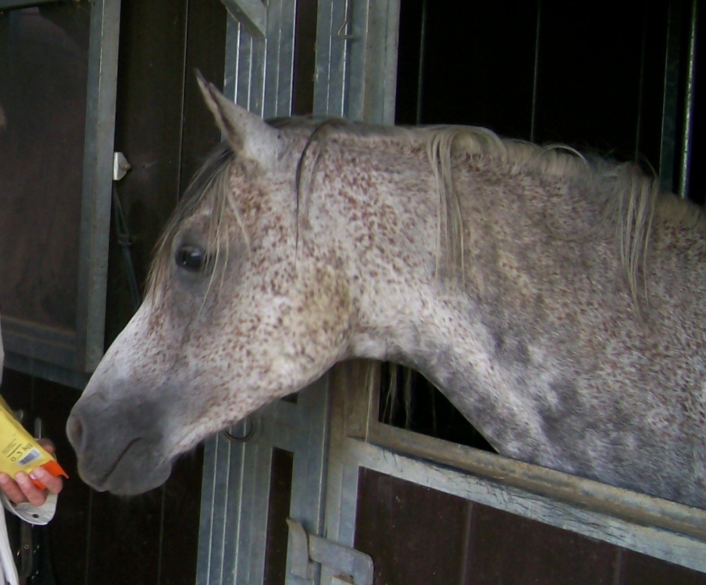 (52249) Biete Reitbeteiligung an Vollblutaraber-Wallach - Reitbeteiligung - Eschweiler