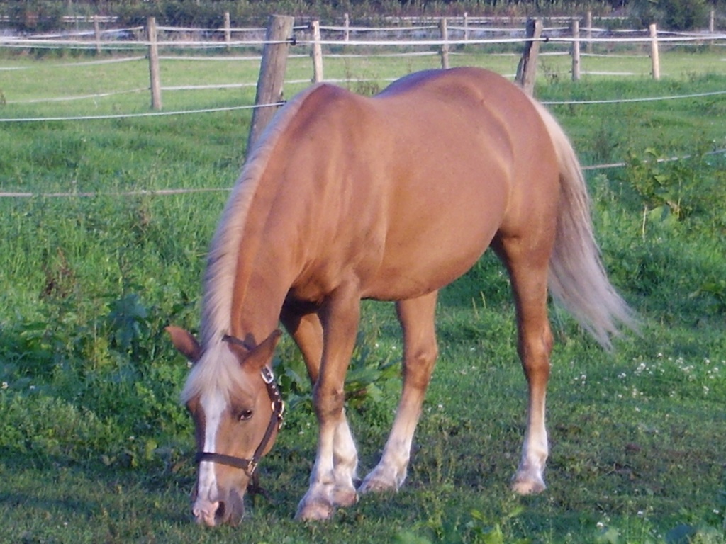 Biete Reitbeteiligung auf Haflingeraraba Stute - Reitbeteiligung - München - Eching