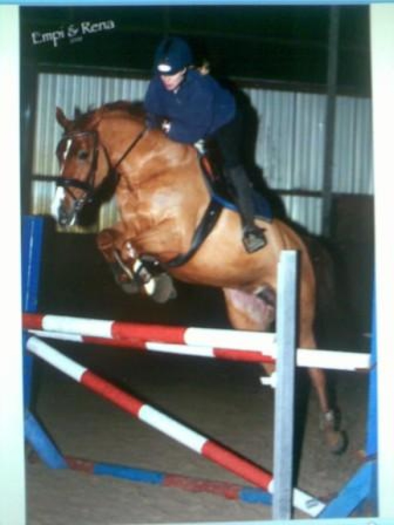 Eine Stute die beides kann Dressur und Springen - Stute - Westerstede