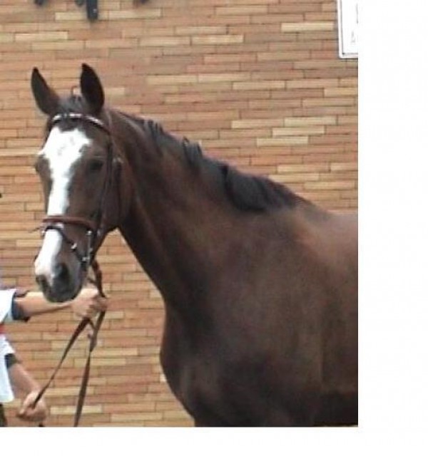 Feine Stute - aktuell L-Springen platziert - Stute - Sonnefeld