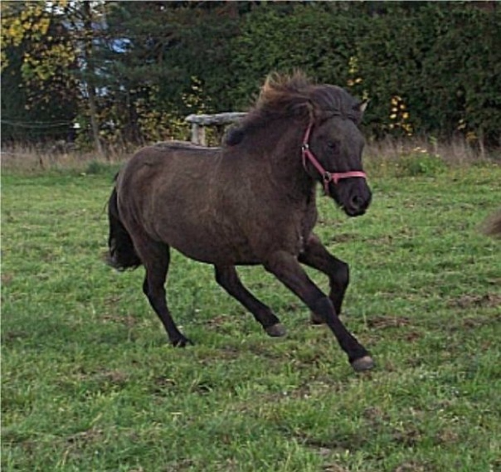 Biete Reitbeteiligung auf Isistute - Reitbeteiligung - Berlin