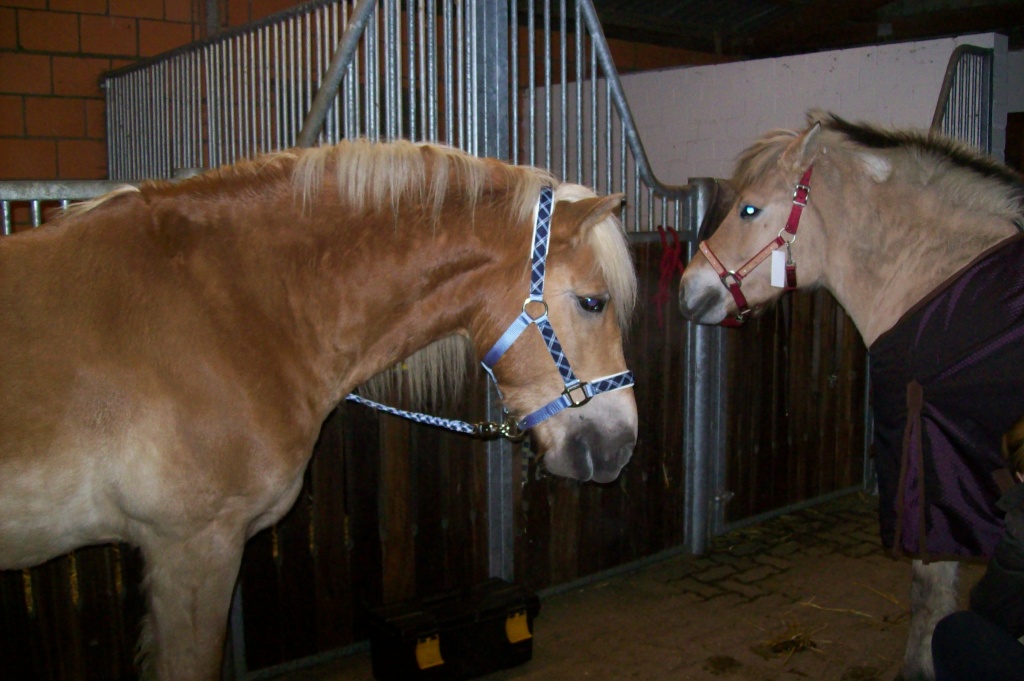 2 x Reitbeteiligung zu vergeben.... - Reitbeteiligung - Lasbek