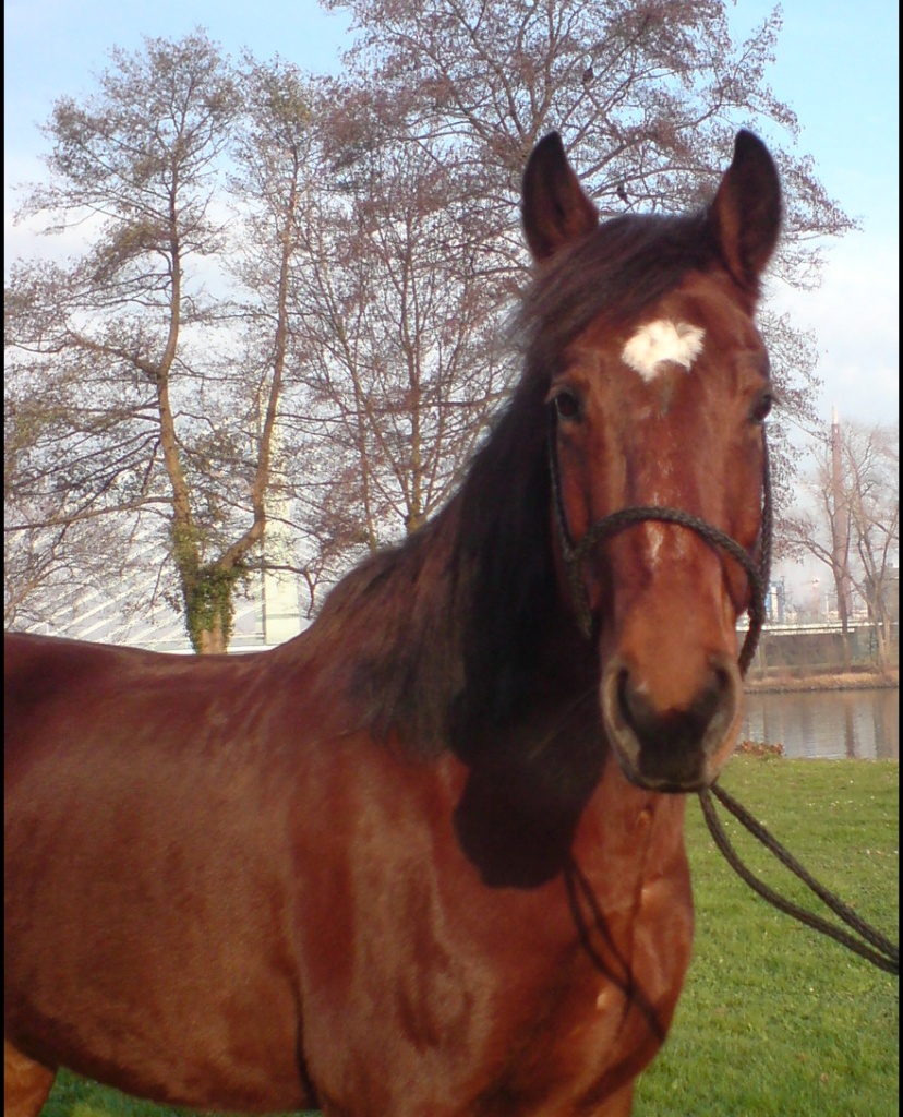 Biete Reitbeteiligung ( 2 mal wöchentlich) an lieben 11 jährigen Wallach - Reitbeteiligung - Frankfurt am Main