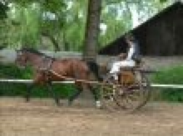 Fahrlehrgänge und Fahrkurse - Pferde Kutsche - Pyrbaum