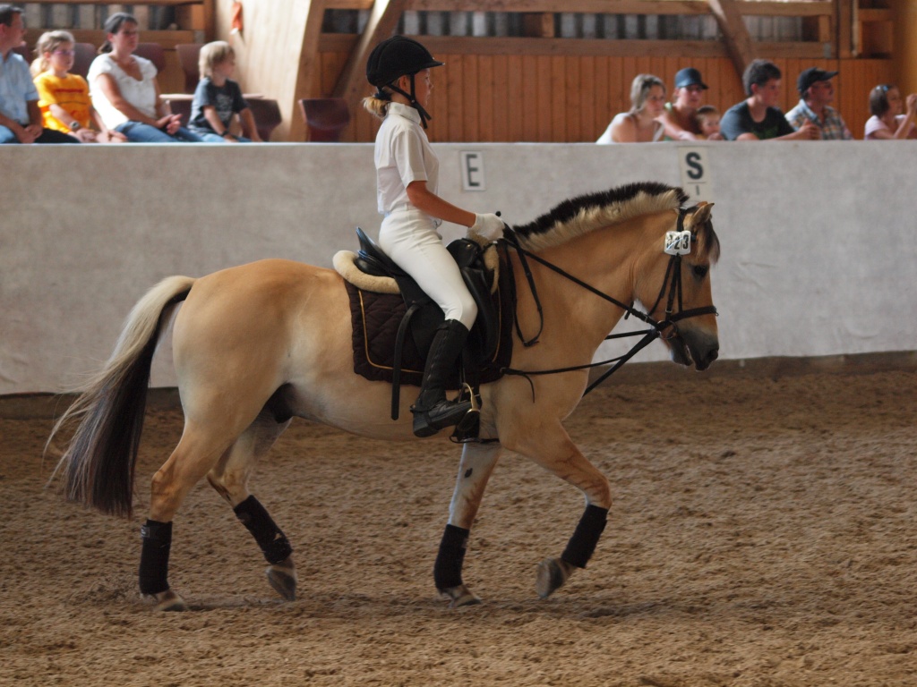 Suche reitbeteiligung in langenhain - Reitbeteiligung - Langenhain