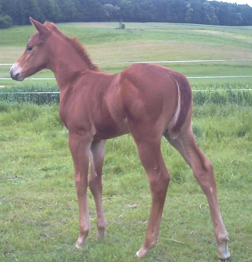 Ausdruckstarkes Quarter Horse Hengstchen - Fohlen - Homberg Ohm
