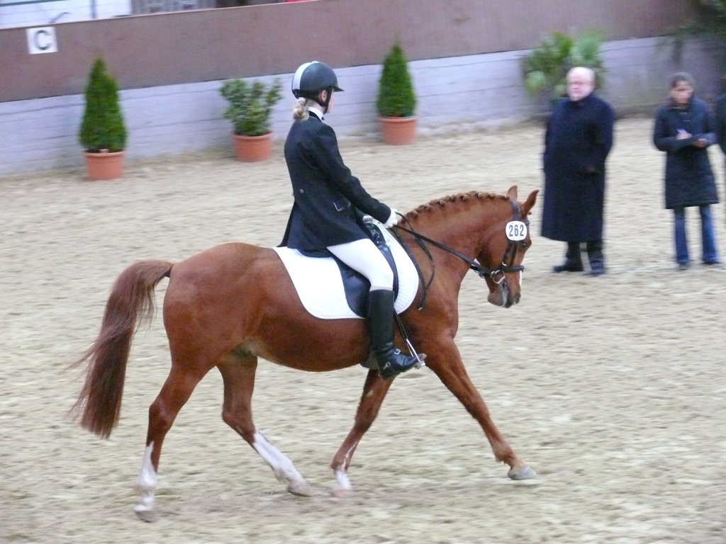 Suche reitbeteiligung in düsseldorf+umgebung - Reitbeteiligung - Düsseldorf