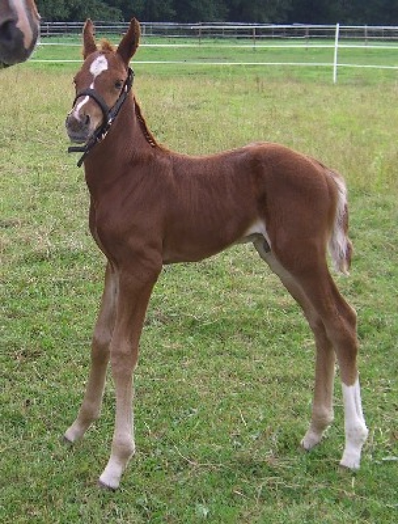 QUATERBACK - ELITE - FOHLEN HENGST FUCHS - Fohlen - 30599