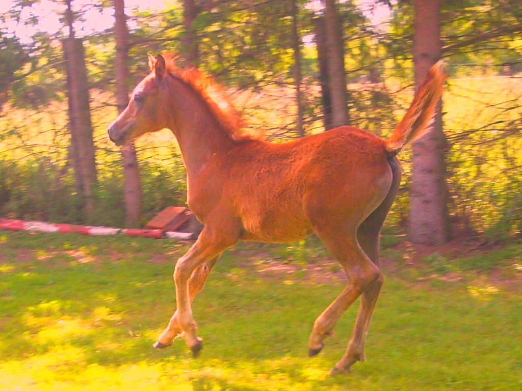 VA-Hengstfohlen sucht schönes zuhause,aus pri. Hand - Fohlen - Friedland