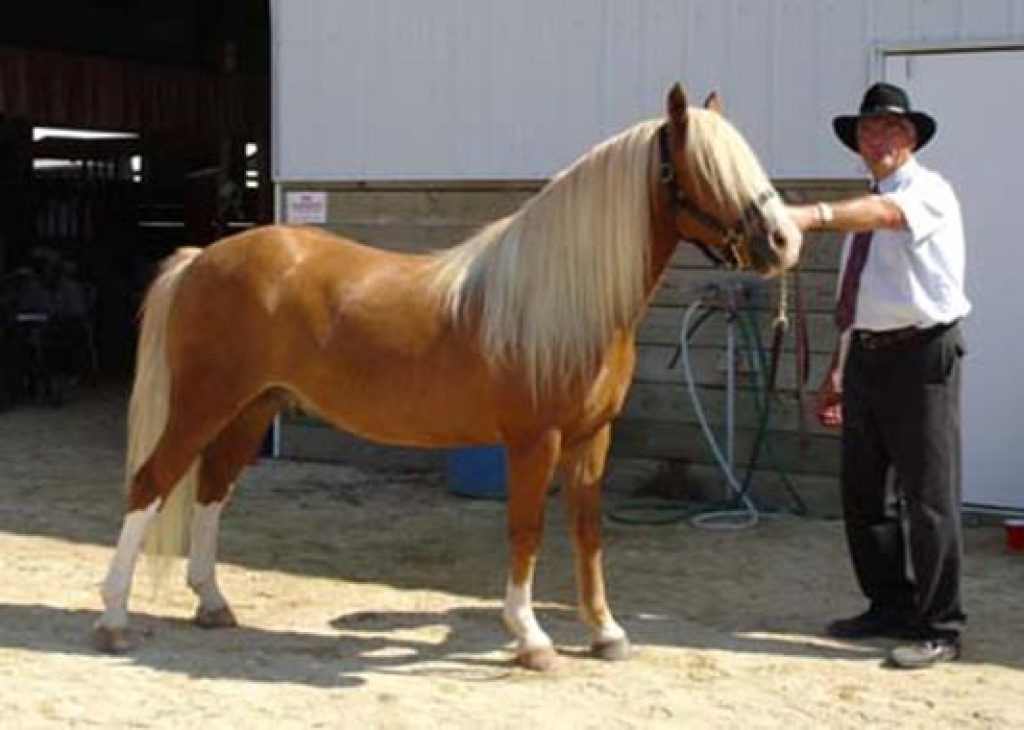 6Jahre alt Haflinger stute, hengst und Wallach pferde zu verkaufen. - Hengst - Chemnitz