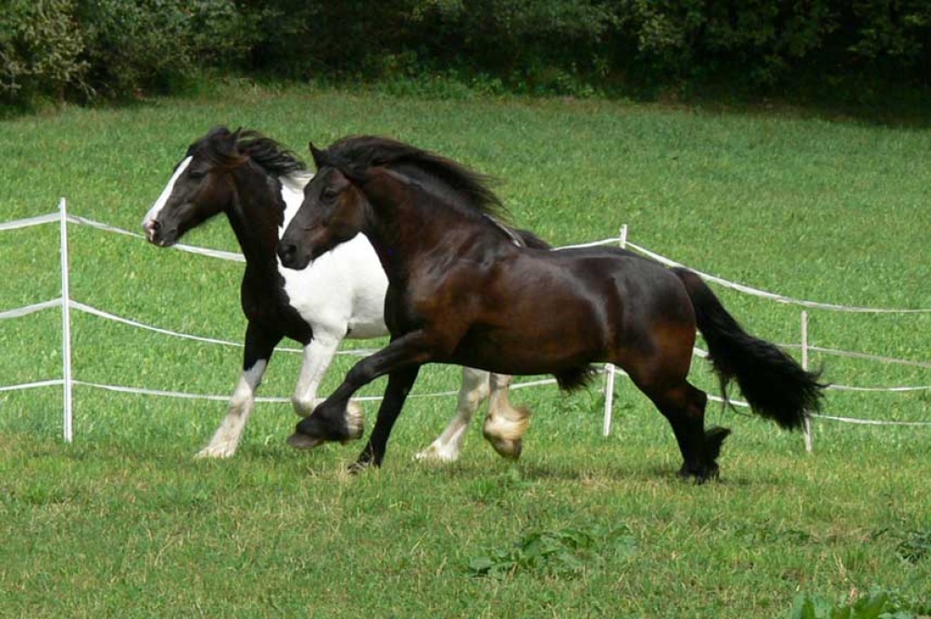Biete Reitbeteiligung auf 2 braven Pferden - Reitbeteiligung - Hof