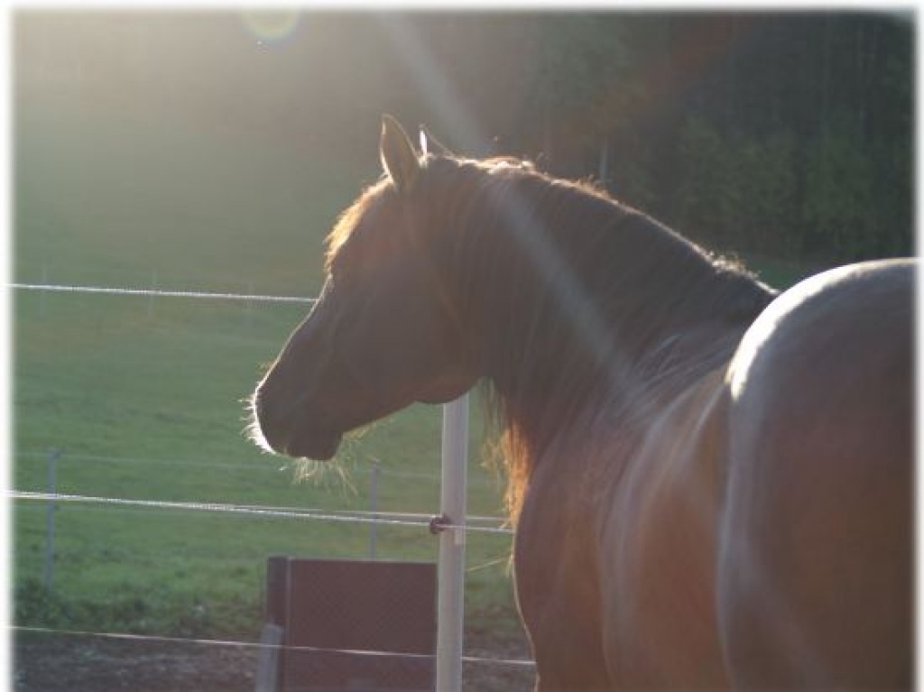 Quarterhorse Deckhengst - Deckhengst - Riedering
