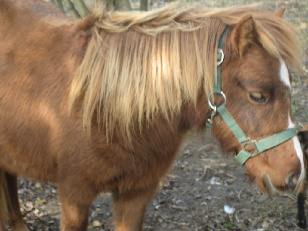 Ponyhengst zu verkaufen - Ponys - Nottuln