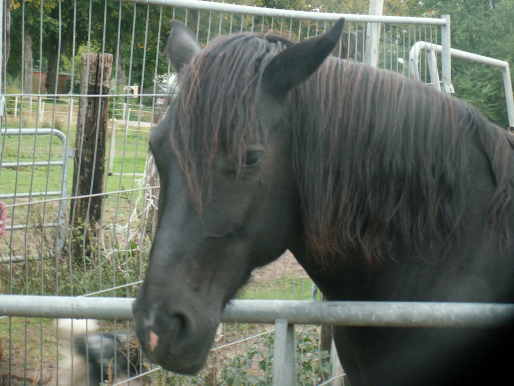 Wegen Stallauflösung mehrere Pferde zu verkaufen - Ponys - Hannover