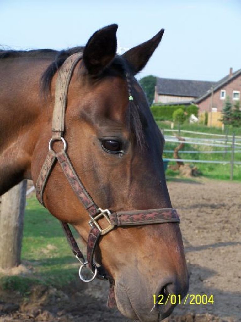 Biete RB an bravem Verlasspferd 7 Tage/Woche 46499 - Reitbeteiligung - Hamminkeln