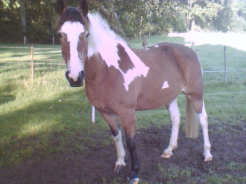 Biete RB in 24321 - Reitbeteiligung - Lütjenburg