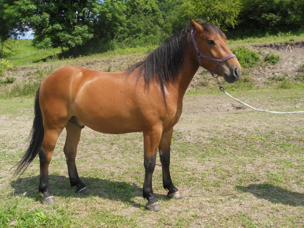 Felix (4 Jahre), schöner Wallach - Wallach - Gompertshausen