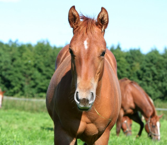 Quarter-Horse-Hengstfohlen, Charles  - Fohlen - Krems