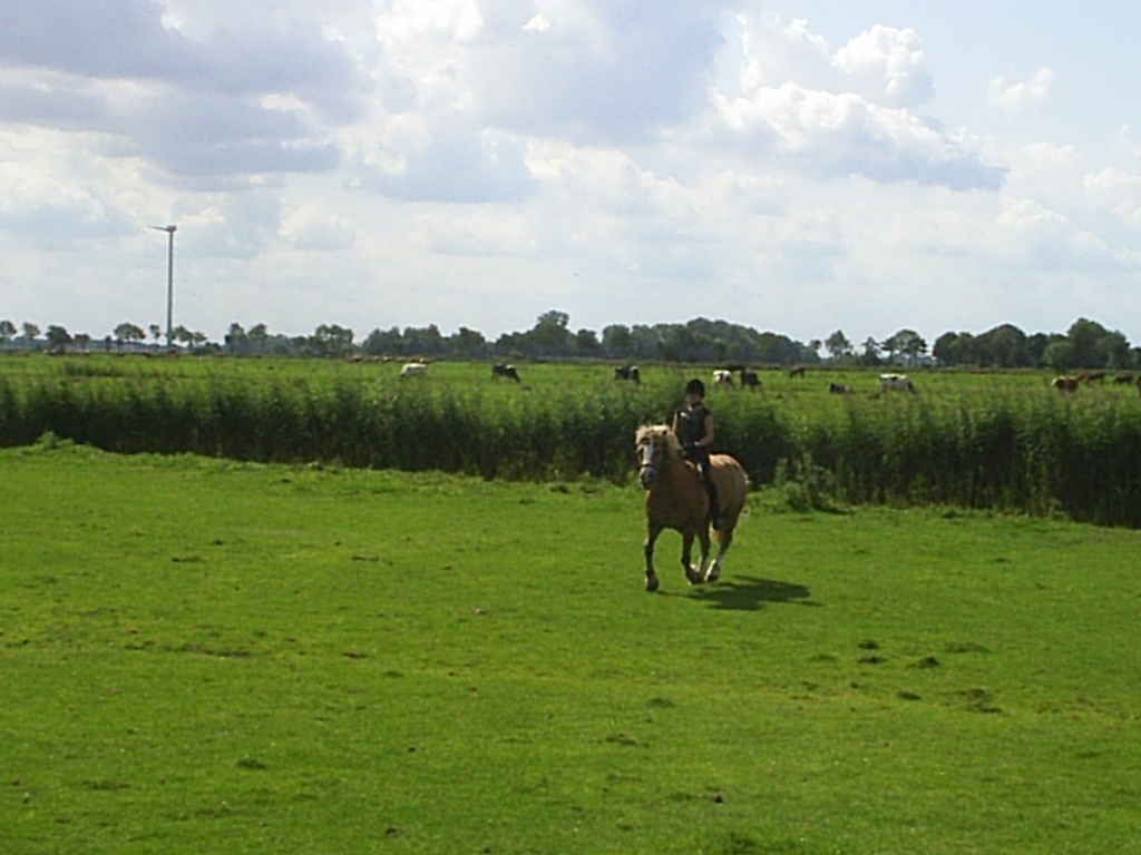 Suche Reitbeteiligung - Reitbeteiligung - Butjadingen