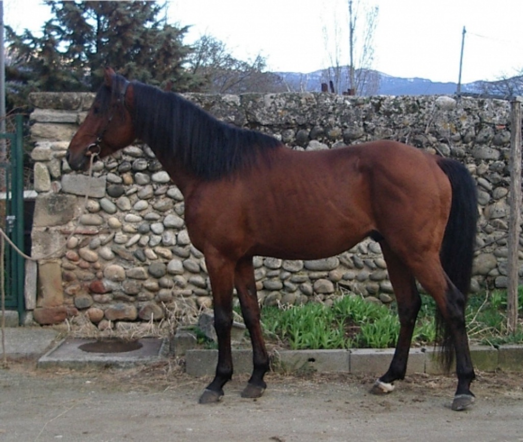 Eine hübische Stute zu verkaufen - Stute - benin