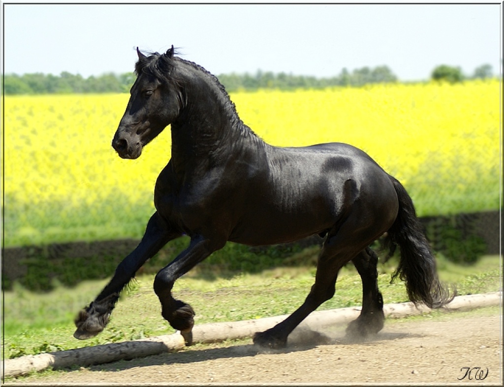 Friesenhengst hat noch wenige Termine frei! - Deckhengst - Reichenbach