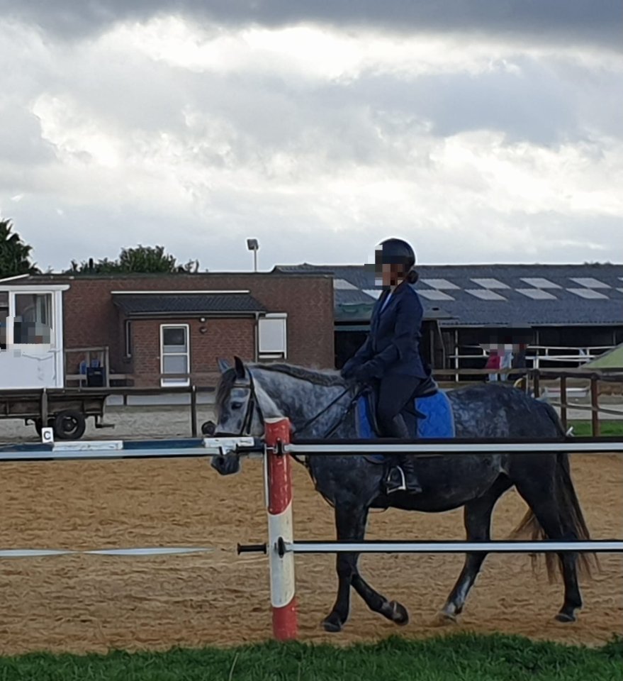 Reitbeteiligung Gesucht - Reitbeteiligung - Delmenhorst