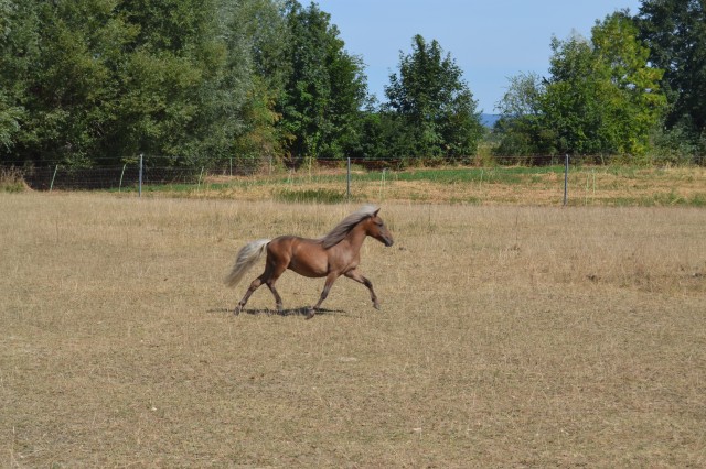 Goldprämierter Classic- Hengstjährling - Ponys - Poxdorf