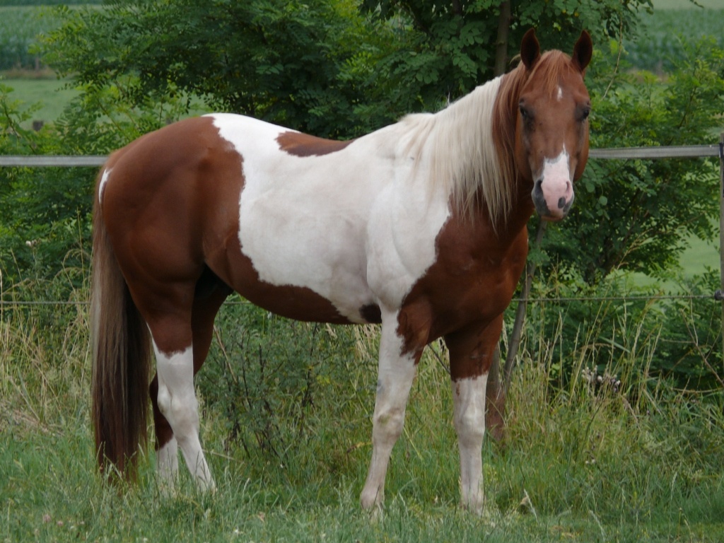 Paint Horse Hengst der Extraklasse - Deckhengst - Emmerich am Rhein