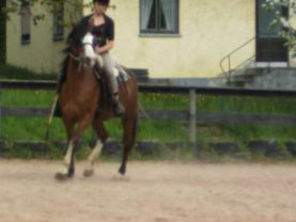 Nette Reiterin sucht dringend Reitbeteiligung - Reitbeteiligung - Bruckmühl