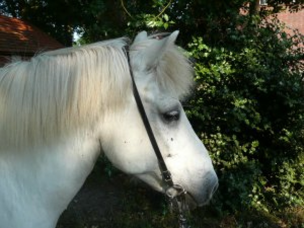 Reitbeteiligung in Delmenhorst auf Islandwallch - Reitbeteiligung - Delmenhorst