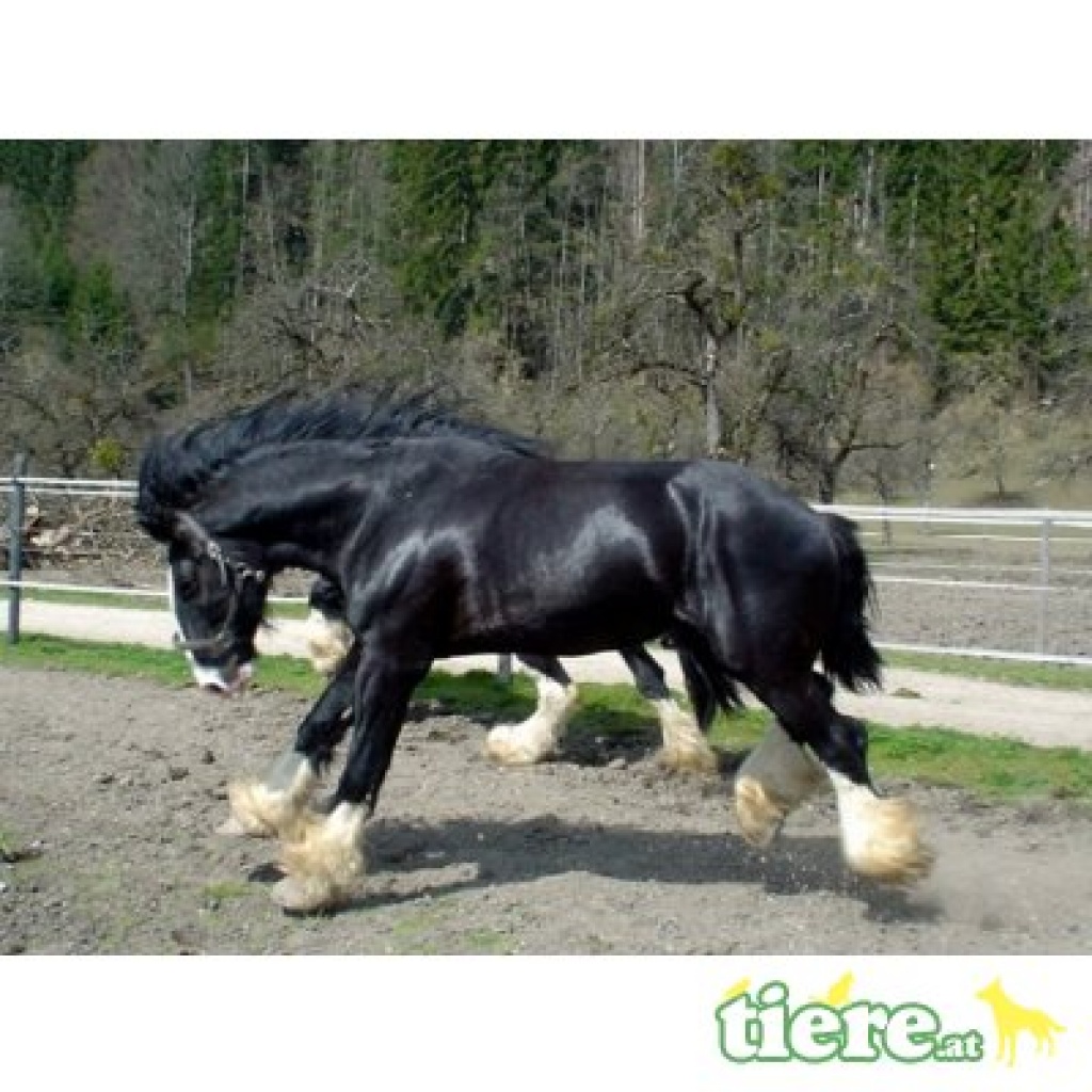 Holmewood Sampson 47017, Shire Horse - Hengst - Deckhengst - Molln