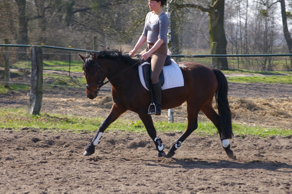 Deutsches Reitpony - Ponys - Brieselang