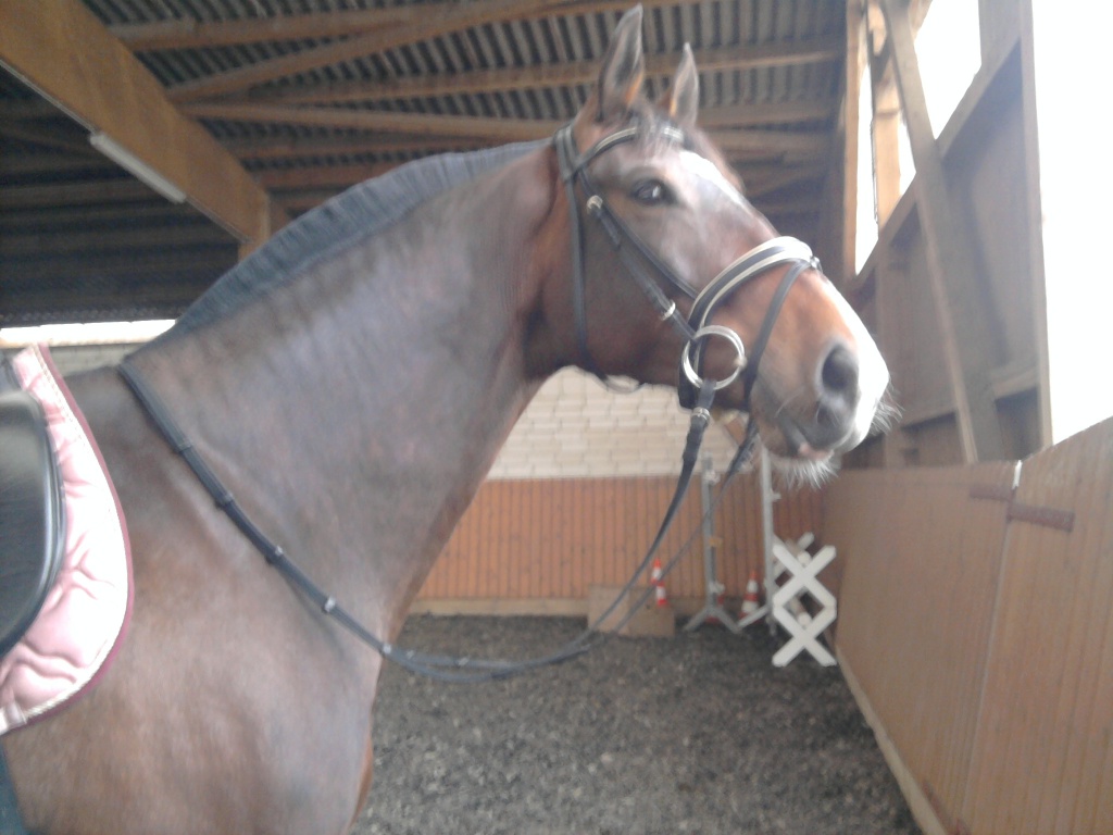 Zuverlässige Reitbeteiligung gesucht! - Reitbeteiligung - Berlin