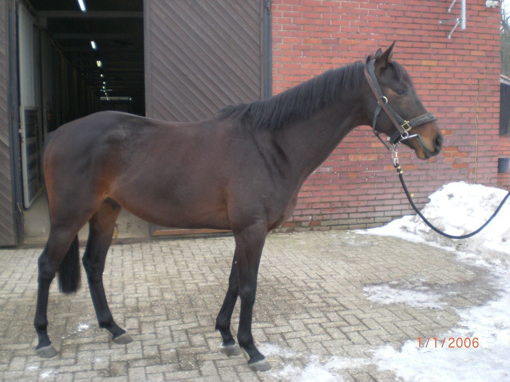 Vollblut / Stkm. 163 cm / Dunkelbraun - Hengst - Schmakentin