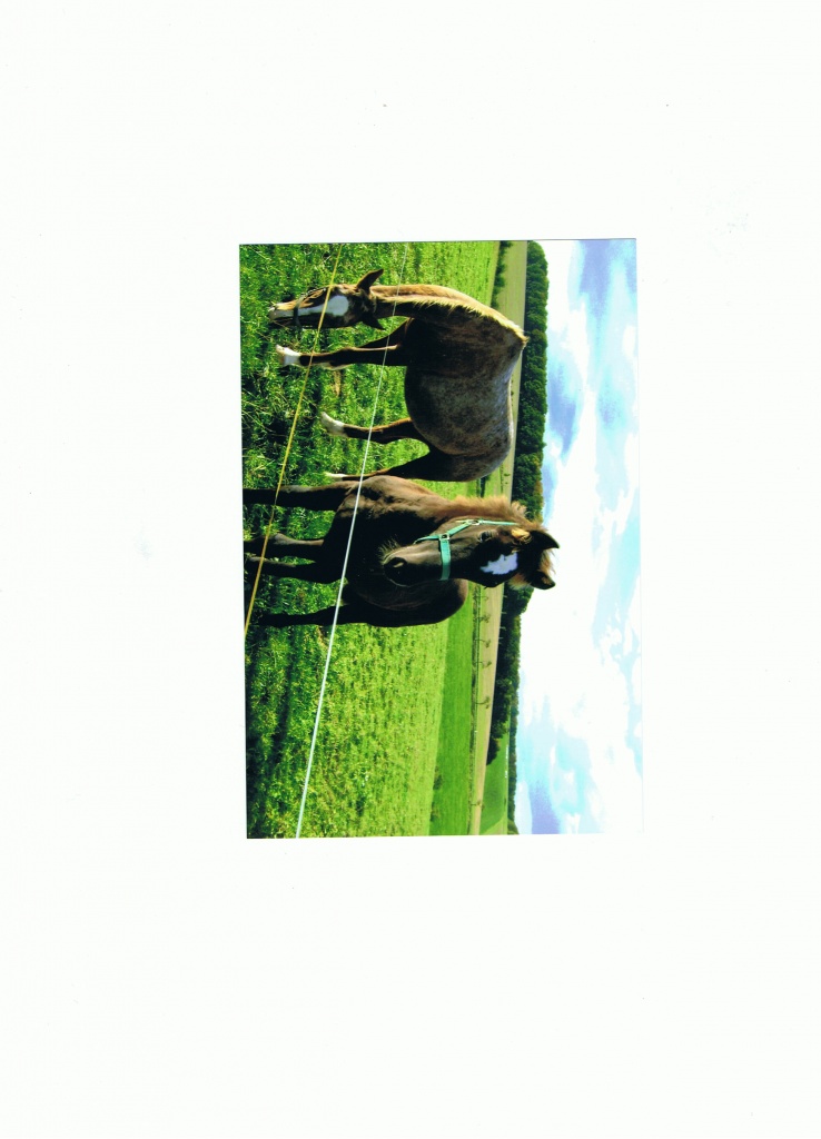 Appi-Stutfohlen - Fohlen - Plaue