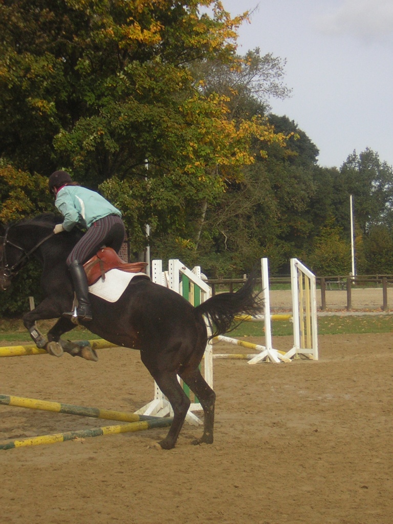 Suche Reitbeteiligung in Köln - Reitbeteiligung - Köln