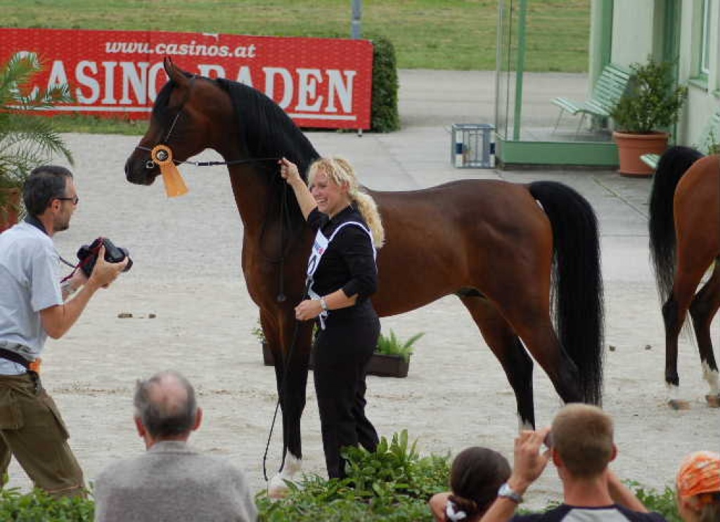 VA Hengst für alle, die das Besondere suchen - Deckhengst - Kopfstetten